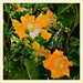  Bright Orange Hibiscus ~      by happysnaps