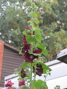 20th Jul 2021 - Suddenly the Hollyhock is in bloom