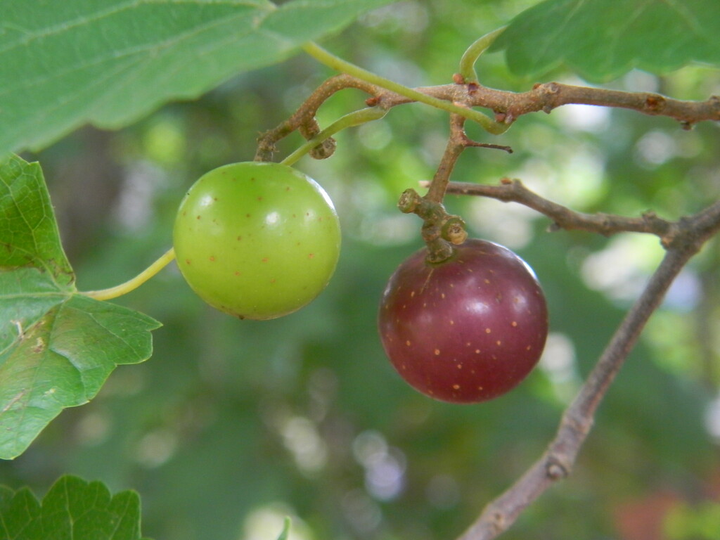 2 Grapes in Backyard by sfeldphotos