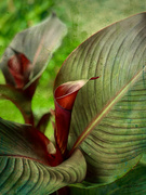 16th Aug 2021 - Canna lily 