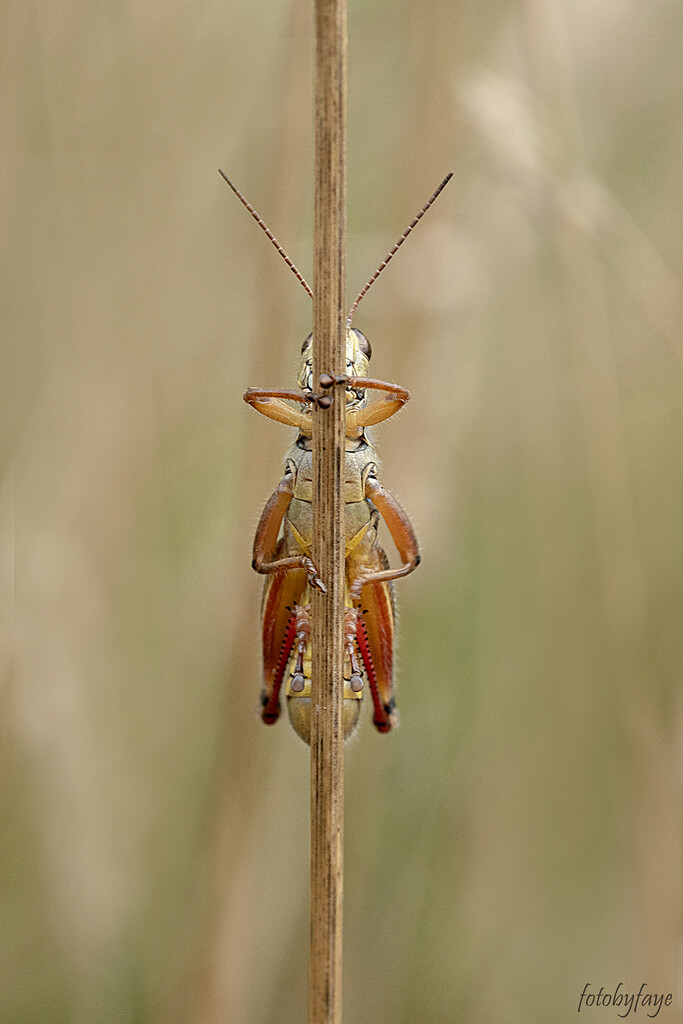 Lost grasshopper by fayefaye