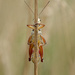 Lost grasshopper by fayefaye