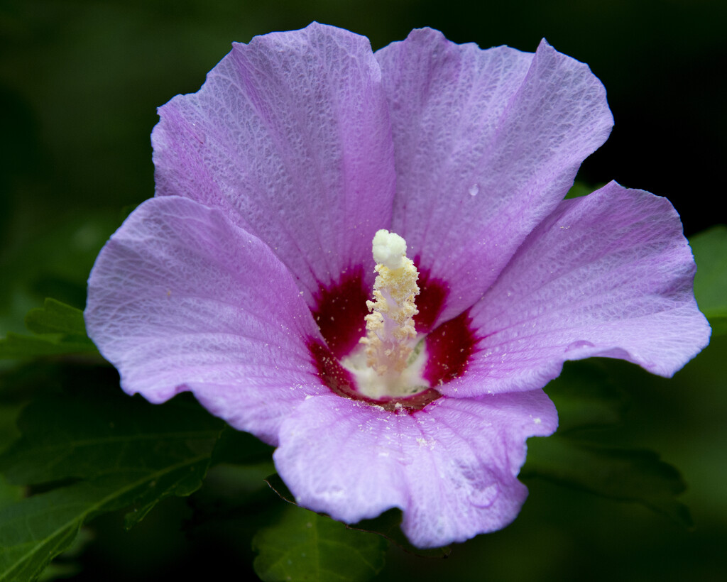 Rose of Sharon by cwbill