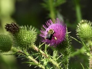 16th Aug 2021 - bee & thistle