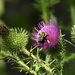 bee & thistle by amyk