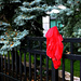 anyone missing a red jacket? by summerfield