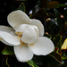 Magnolia by lstasel