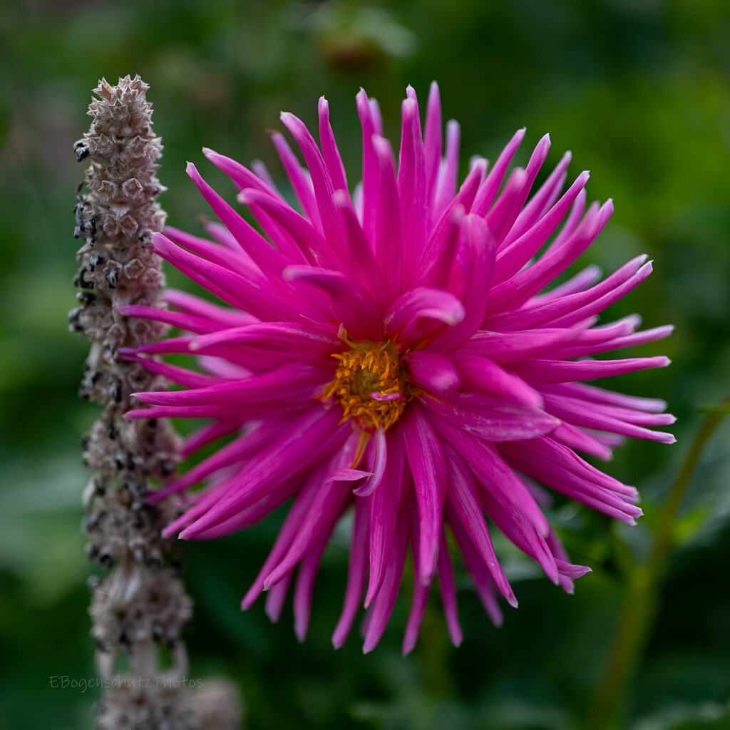 Dahlia Bloom  by theredcamera