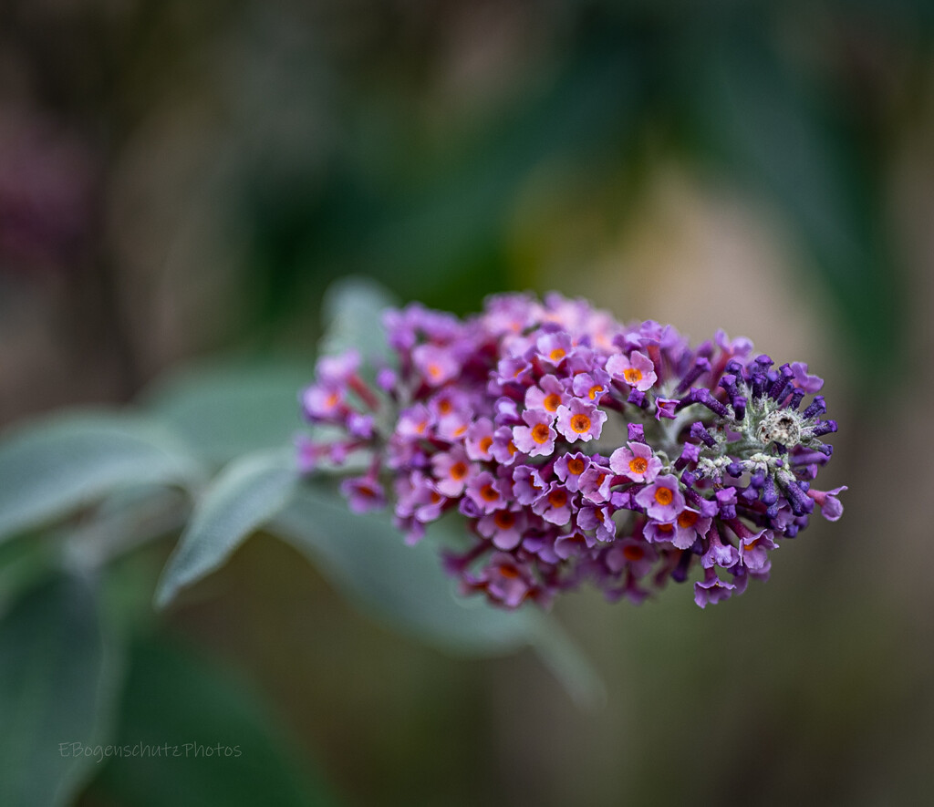 Lovely Butterfly Bush Blossom and DOF by theredcamera