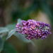 Lovely Butterfly Bush Blossom and DOF by theredcamera