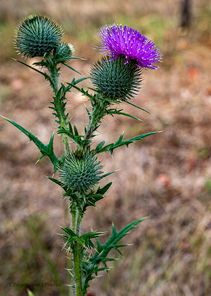 Prickly Thistle by theredcamera