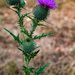 Prickly Thistle by theredcamera