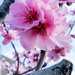 Spring_Blossom by briaan