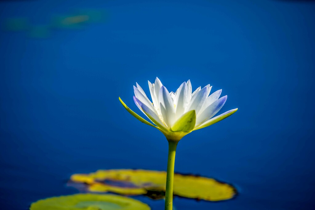 Tropical water lily by pusspup