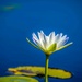 Tropical water lily by pusspup