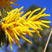 Wattle Flower by terryliv