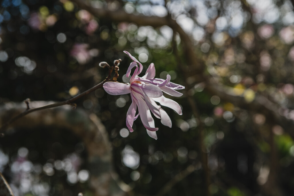 fighting for attention - bokeh V's magnolia  by brigette