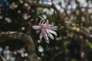18th Aug 2021 - fighting for attention - bokeh V's magnolia 
