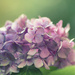 Hortensie (hydrangea) by lastrami_