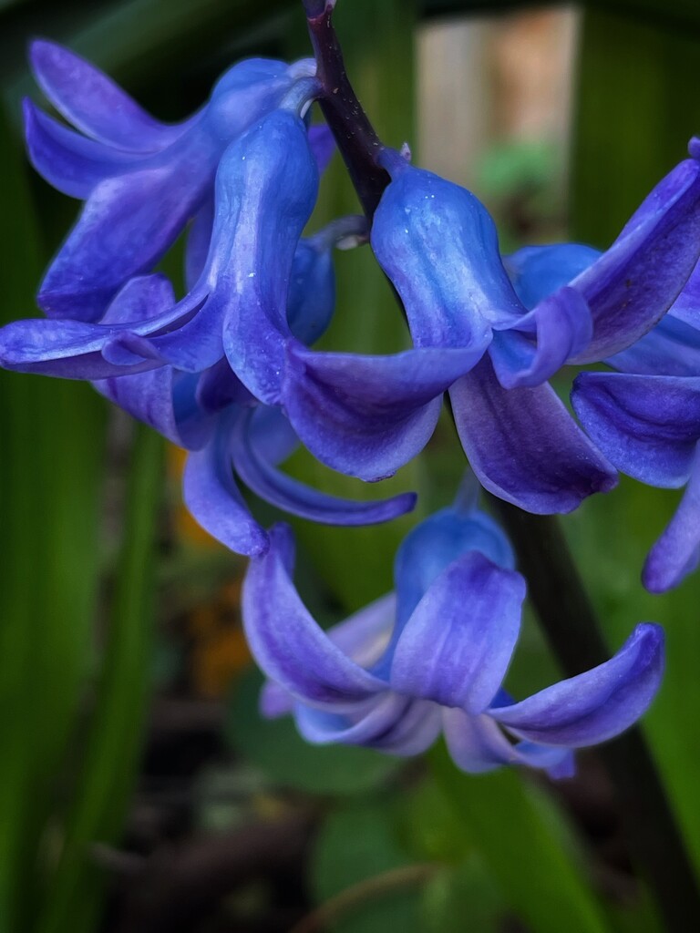 Hyacinth by carolinesdreams
