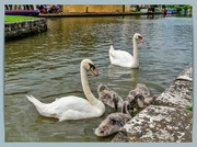 17th Aug 2021 - Swan Family