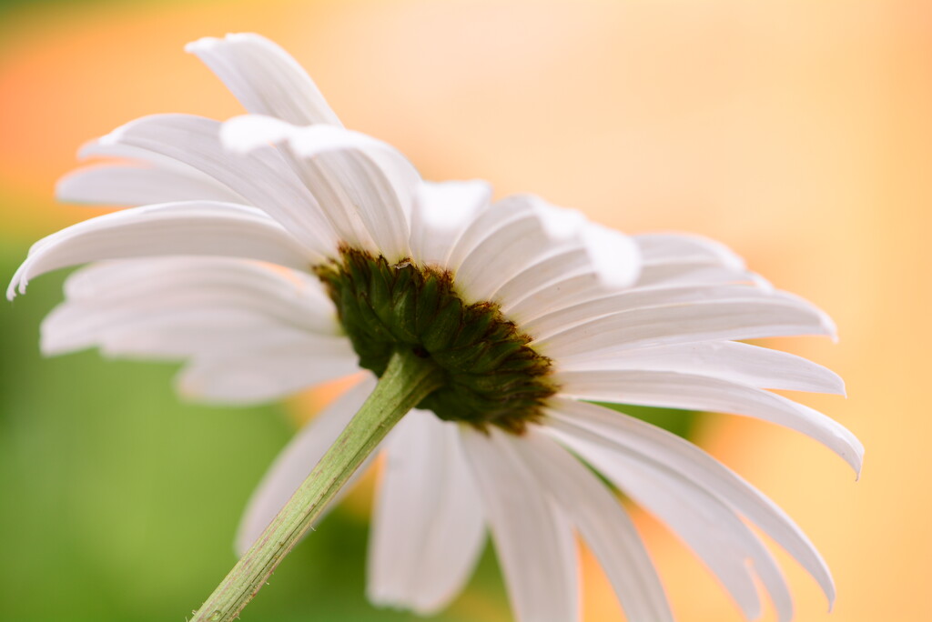Large white daisy............. by ziggy77