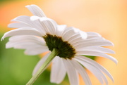 16th Aug 2021 - Large white daisy.............