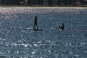 7th Aug 2021 - Paddle boarders at Manly