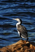 6th Aug 2021 - Little pied cormorant.  