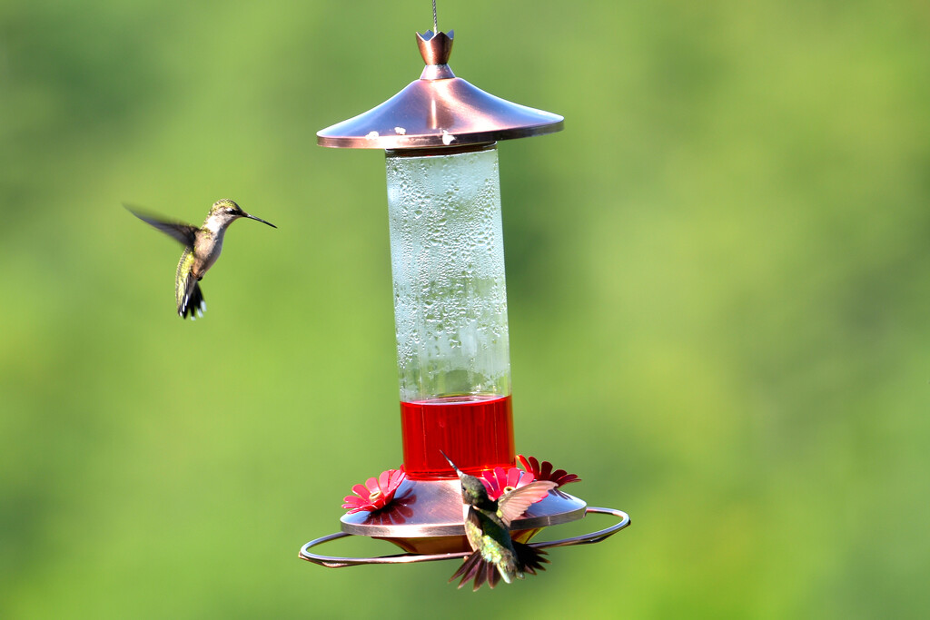 So many hummingbirds! by dianen