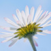 little daisy by lastrami_