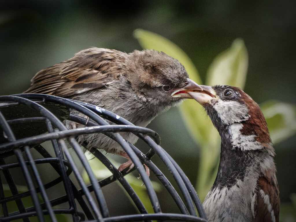 Male house sparrow feeds his young. by gamelee