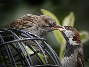 17th Aug 2021 - Male house sparrow feeds his young.