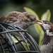 Male house sparrow feeds his young. by gamelee