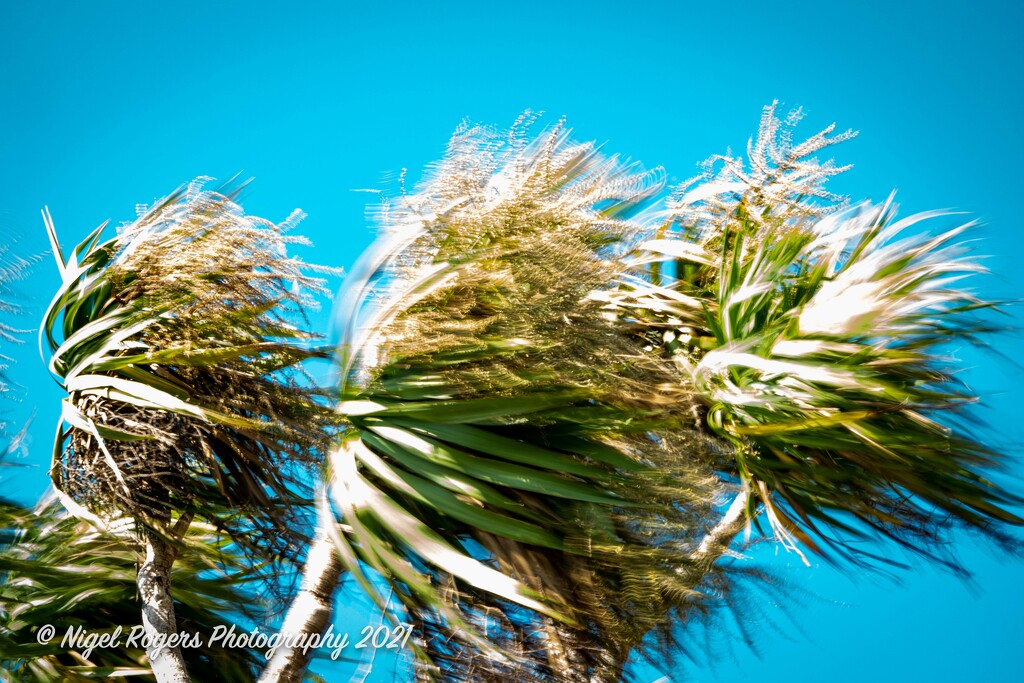 windy palm tree by nigelrogers
