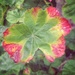 Geranium Leaf  by salza
