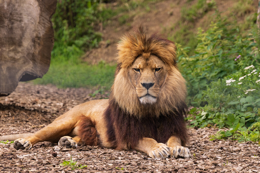 Barbary Lion by peadar