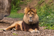 16th Aug 2021 - Barbary Lion