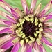 Zinnia Flower Day 3 by cataylor41