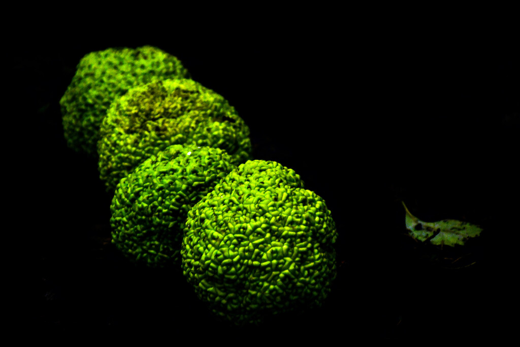 Four Hedge Apples and a Leaf by kareenking