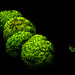 Four Hedge Apples and a Leaf by kareenking