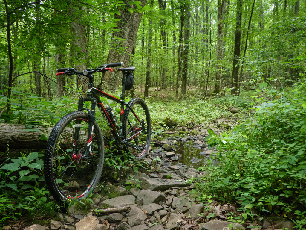 Deep in the woods by batfish