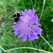 17th Aug 2021 - Busy bee!