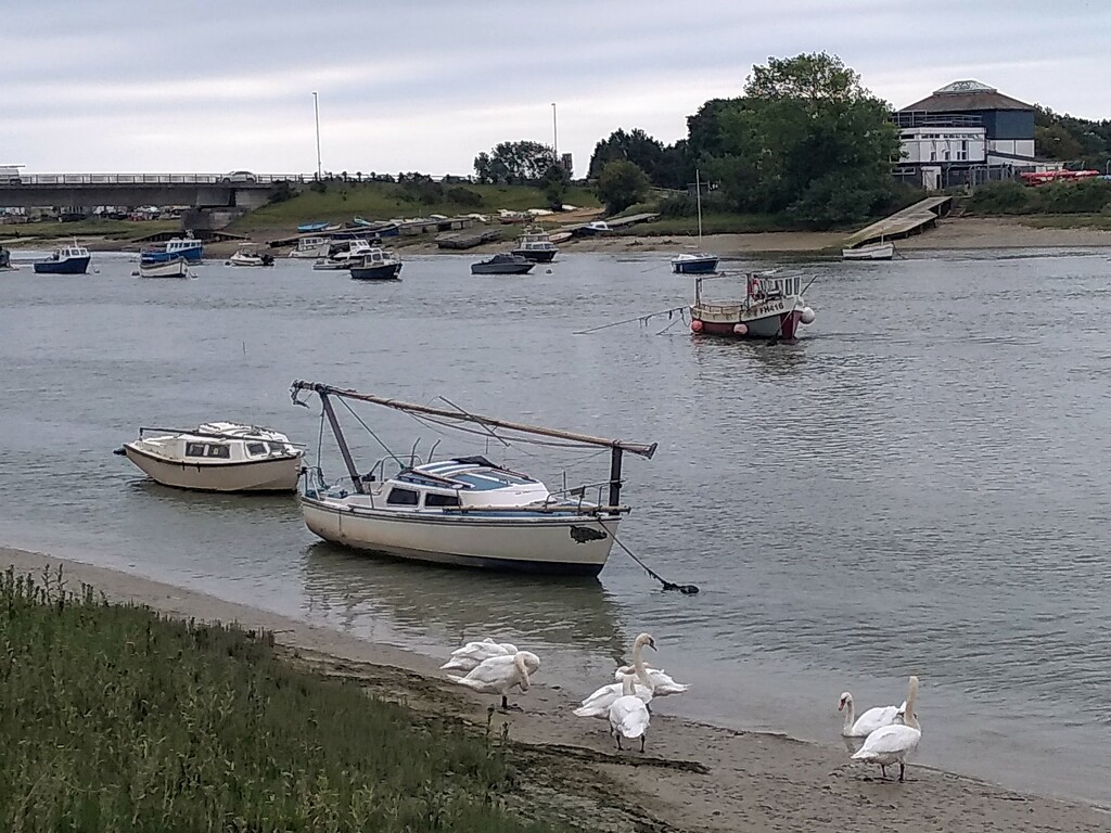 Swans By the River Today by moirab