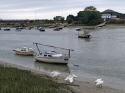 17th Aug 2021 - Swans By the River Today