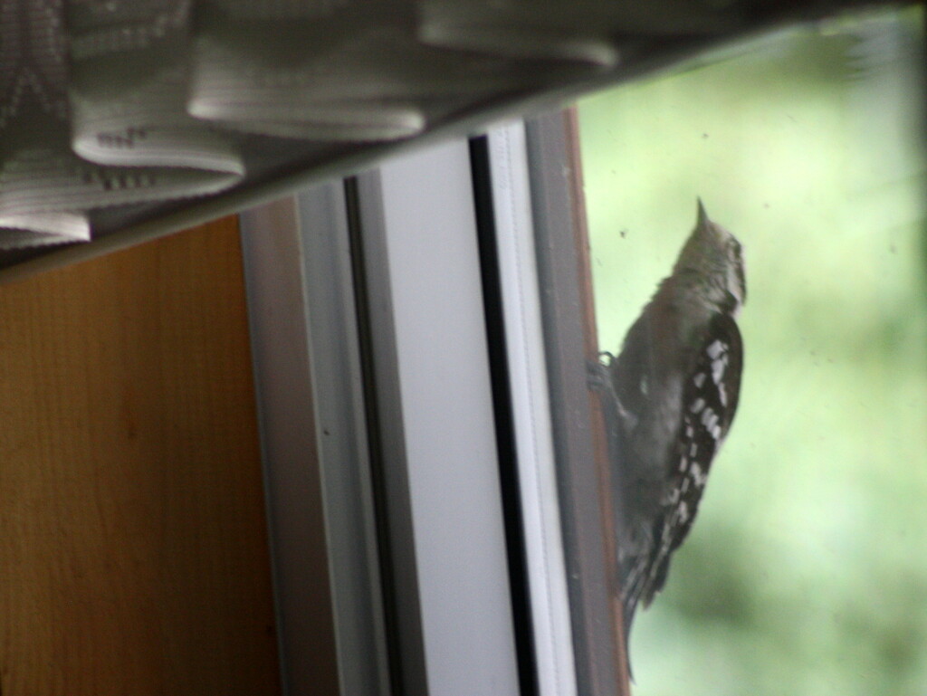 One of our resident woodpeckers... by bruni
