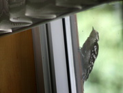 8th Aug 2021 - One of our resident woodpeckers...