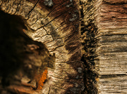 17th Aug 2021 - Texture of wood