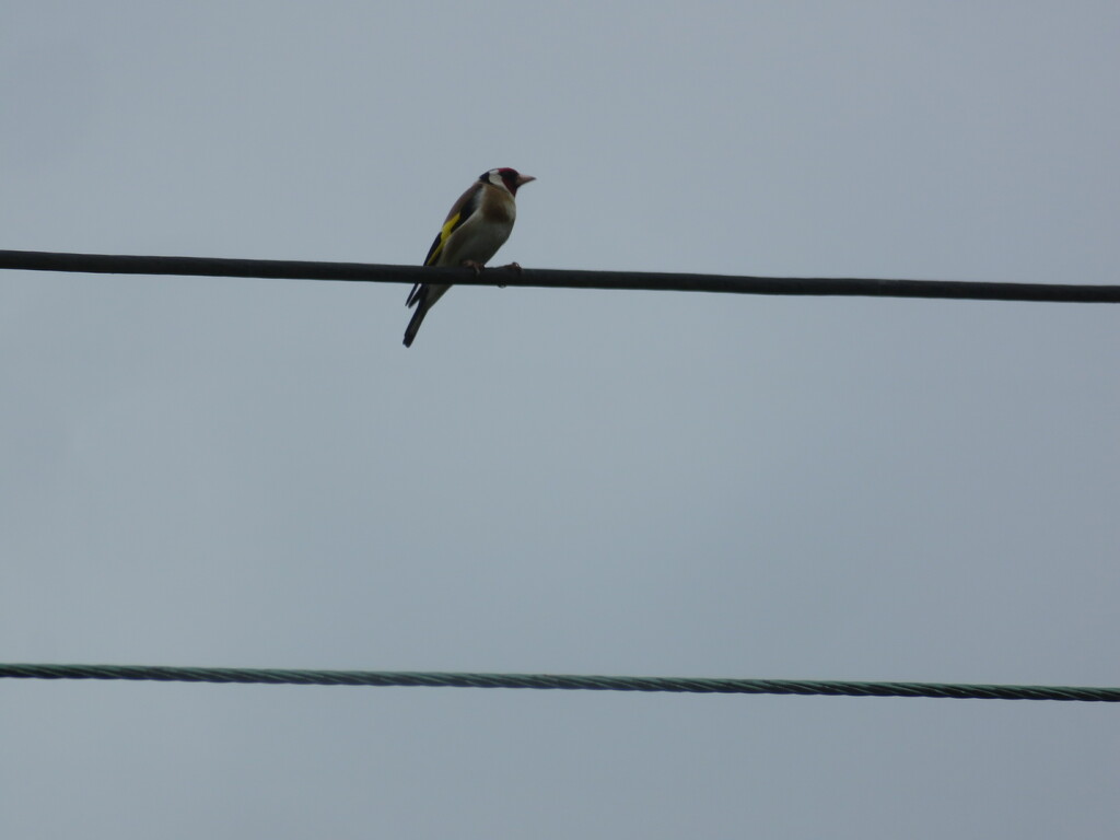 Goldfinch  by countrylassie