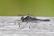 17th Aug 2021 - BLACK DARTER